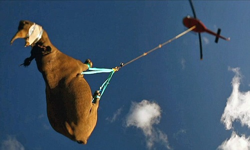 �Ϸ�500ֻϬţ�����ۿ���ת�Ʒ�ֹ����ɱ��ͼ��