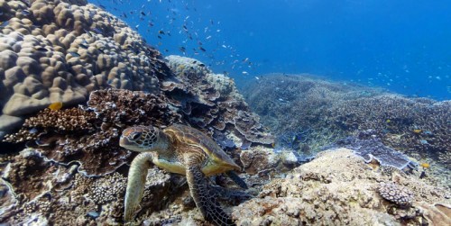 谷歌街景扩展“疆域”用户可观赏海底珊瑚礁(图)