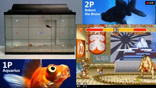 程序员开发新游戏系统金鱼也能玩“街头霸王”