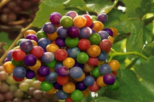 美国网上彩虹葡萄风靡五颜六色真假难辨(图)