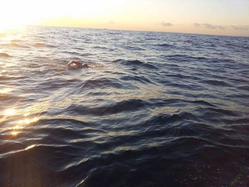 澳大利亚七旬老翁横渡英吉利海峡破最年长记录