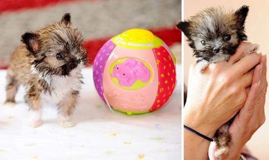 Ӣ��������С����������11�������ؽ�312�ˣ�ͼ��