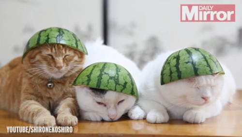 ��ֻСèͷ������Ƥñһ��С���ȷ������ѣ�ͼ��