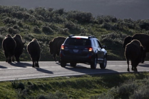 ����˹ѧ������ʧ��һ�����ƻ�ȥ��ʯ��԰����