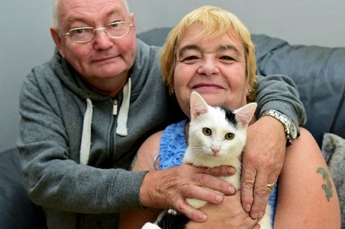 英国夫妇宠物猫为雌雄同体手术后成功变身母猫