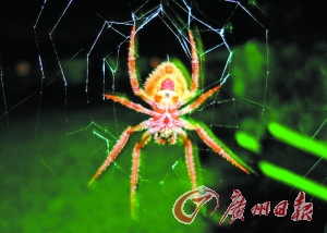 研究发现蜘蛛在城区里长得更大更壮(图)