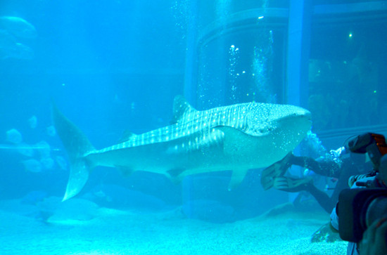 日本一水族馆展出鲸鲨身长近5米重约一吨(图)