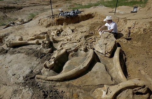 美国农民发现6万年前猛犸象化石90%骨架完整