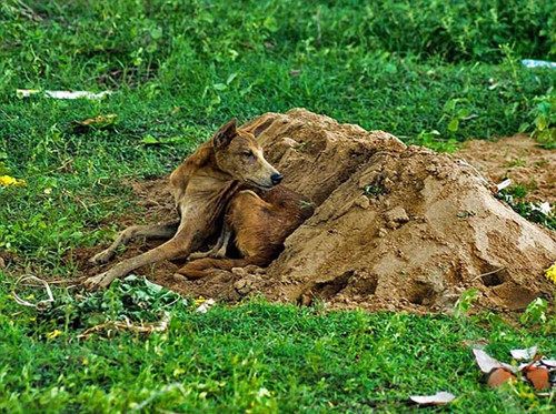 ӡ���������ڳ�����Ȯ���Բ����ػ���Ĺ��ͼ��