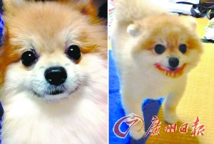 �ձ�С��͵������¶���������ɰ��ȷ����ѣ�ͼ��