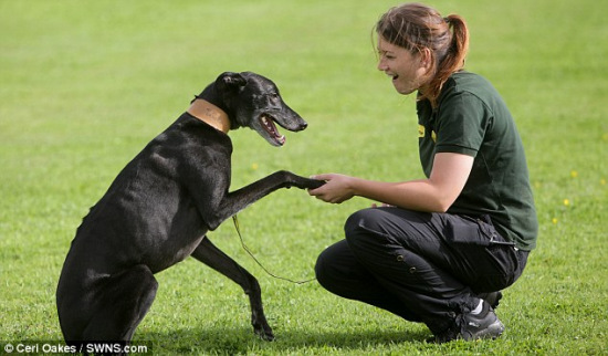 英流浪狗7年被拒绝领养1.7万次成最不受欢迎狗狗