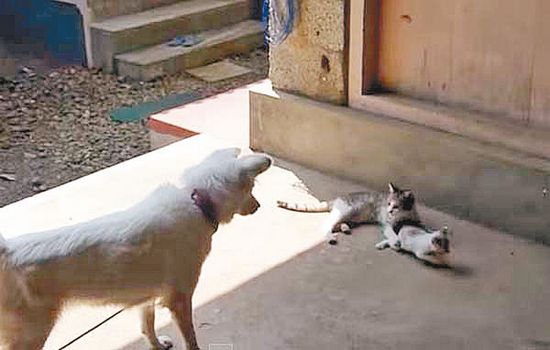 ��è�۸�Сè�׹������ֹ�����������ߴ�è��ͼ��