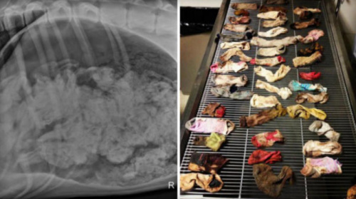 �����Խ���ʮֻ����θ��X��Ƭ����ҽ���񽱣�ͼ��