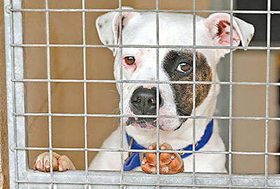 15岁冷血少年对狗狗收容所纵火53只狗惨死(图)