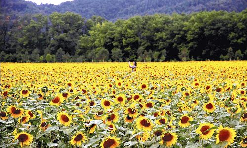 ������150�������տ����żҳ�ЯС���ͻ���ͼ��