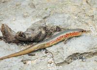 8�´�ŮӤ�����浱����ҧ���������ر���50��