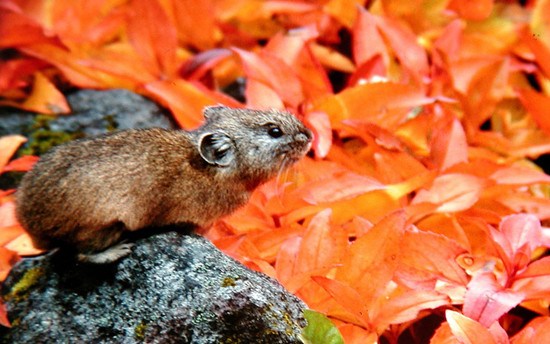 ��Ҷ������������ѩɽ������������������ͼ��