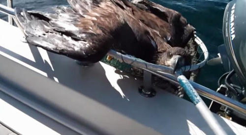 渔民出海见秃鹰漂浮海面救下后被诊断营养不良