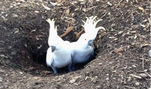 悉尼一对鹦鹉爱“劳动”挖出1米长地下通道