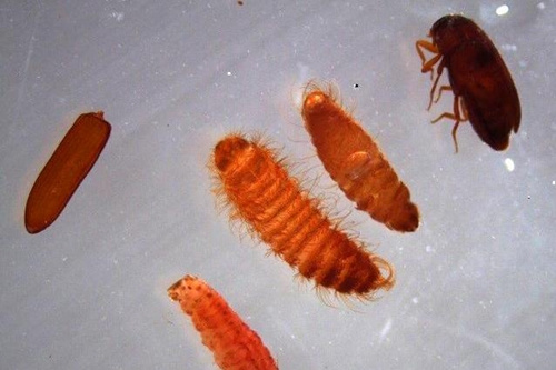 美国海关截获世上最具破坏力昆虫威胁人类健康