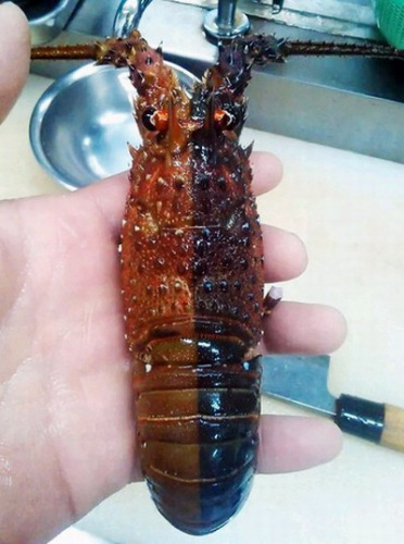 日本发现雌雄同体龙虾外观呈黑褐两色(图)