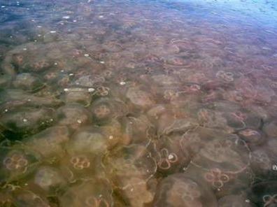 韩媒韩中两国将共同应对海洋污染和海蜇爆发