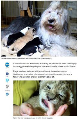 狮宝宝惨遭弃养牧羊犬视如己出悉心照料(图)