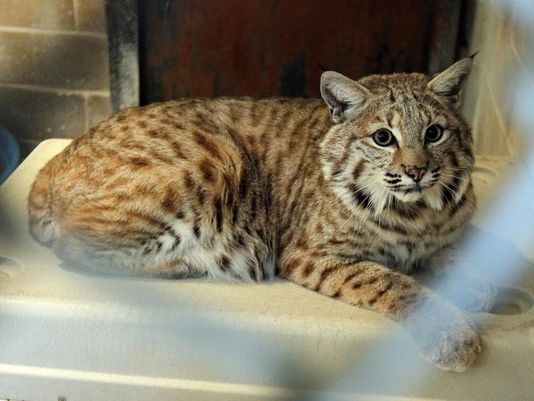 男子因自家宠物猫频繁出走吃官司被诉照看不力