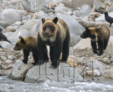 日本北海道拟禁止游客喂食棕熊违者或公开姓名