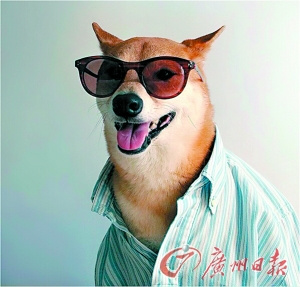 美国一条柴犬展示男装倍有范儿一线品牌邀合作