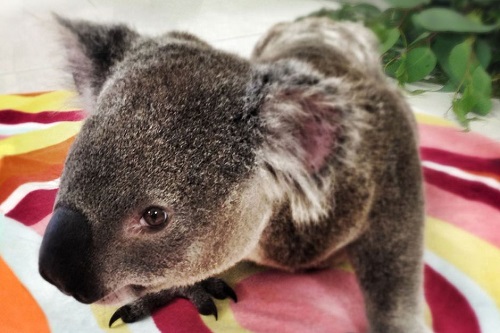 �Ĵ��������¾������з���ͻ�ƿ�������������Ϯ