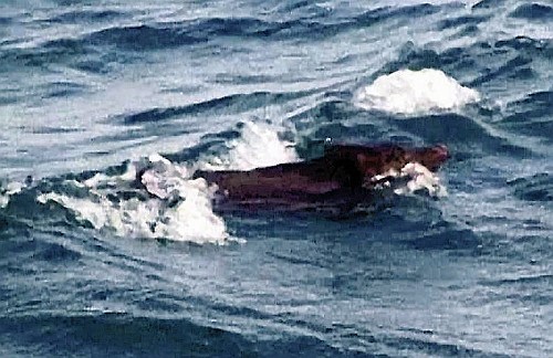 �ձ���������Ұ������ˮԡ������ʽ�����Σ�ͼ��