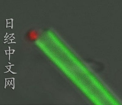 日本发明净水神技:用管子“吸”出病菌(图)