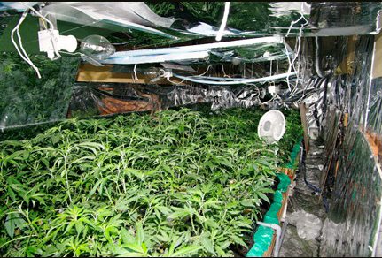 两名日本男子合谋在仓库内种大麻售价上亿日元