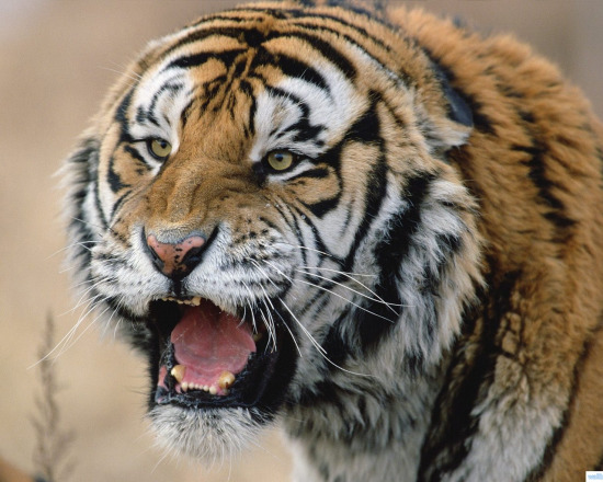 印度无牙老虎袭击一女子只撕不咬致其重伤身亡 中新网