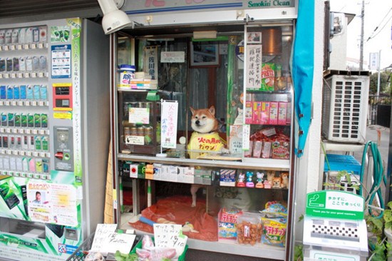 日本6岁柴犬帮主人看店卖香烟用鼻子开门(图)