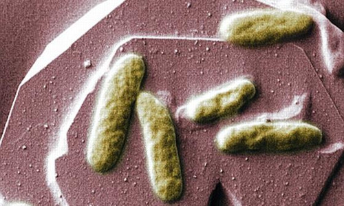 科学家研制生物电池未来手机或靠粪便驱动(图)