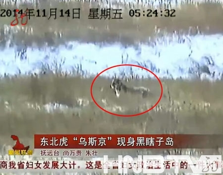 普京虎“乌斯京”再袭羊圈又有13只羊命丧虎口