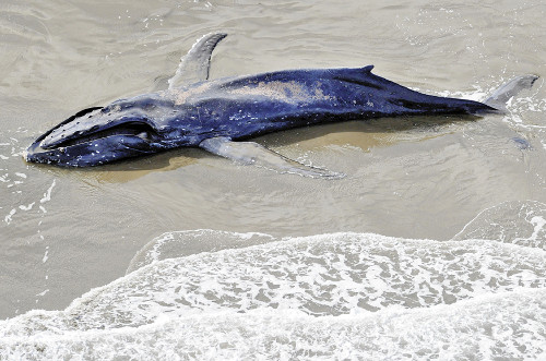 12����ͷ���ź��������ձ������о�Ա���ֳ�����