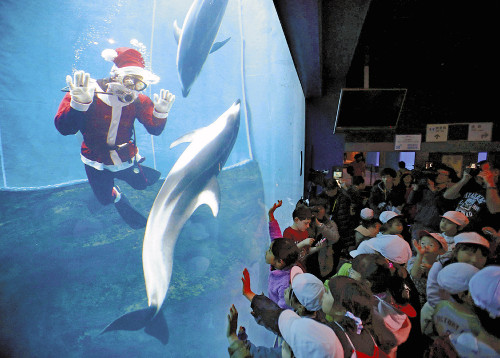 圣诞老人现身水族馆与海豚共在水槽内起舞(图)