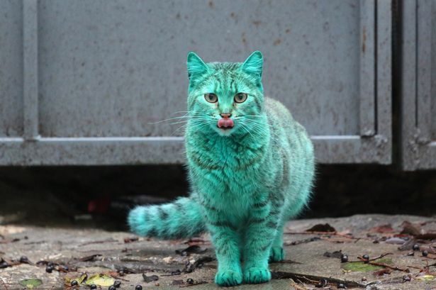 保加利亚现“绿猫”若人为染色涉虐待动物(图)
