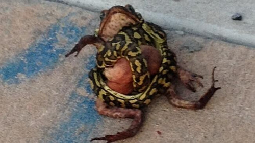 澳大利亚现蟒蛇狩猎甘蔗蟾蜍两天猎杀三只(图)