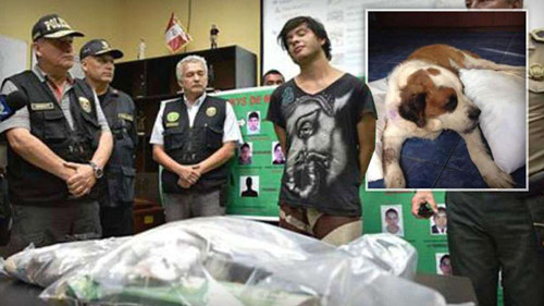 墨西哥男子用圣伯纳犬运毒两条狗腹部感染(图)