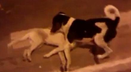 同伴街头被车撞死忠犬不顾危险守护尸体(图)