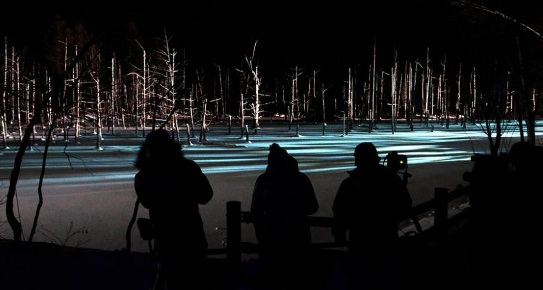 日本北海道靑池点灯梦幻气氛映照冬夜(图)
