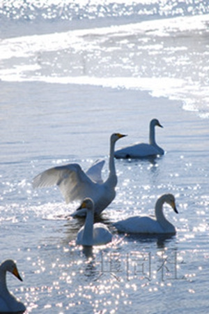 �ձ�������סլ����������������۸���ͼ��