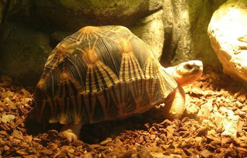 法国海关查获170只走私辐射陆龟幼崽(图)