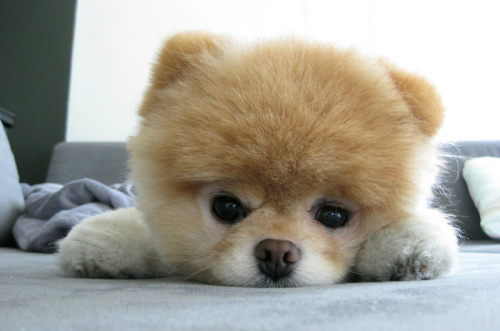 2014年网上最红宠物明星:博美犬“Boo”夺魁