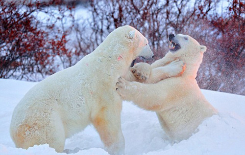 ��Ӱʦץ�ı�����Ϊ�������չ���п������ͼ��