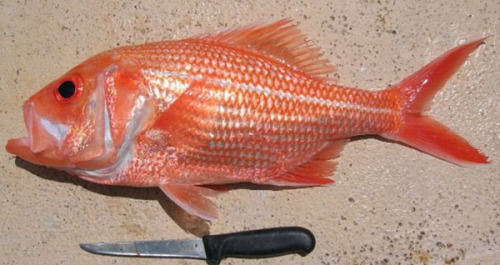 澳大利亚发现世界最年长鱼年龄达84岁(组图)